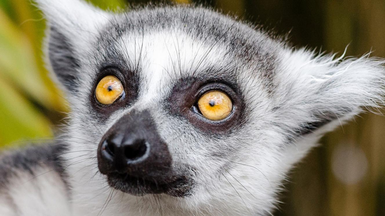 Fly Airlink, with direct flights to Nosy Be from Johannesburg. 