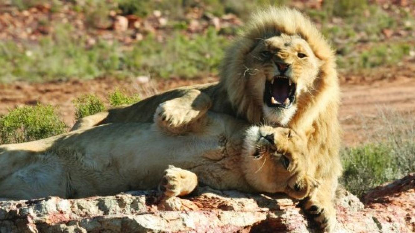 Aquila Private Game Reserve has bought Inverdoorn Private Game Reserve in the Western Cape. Credit: Aquila.
