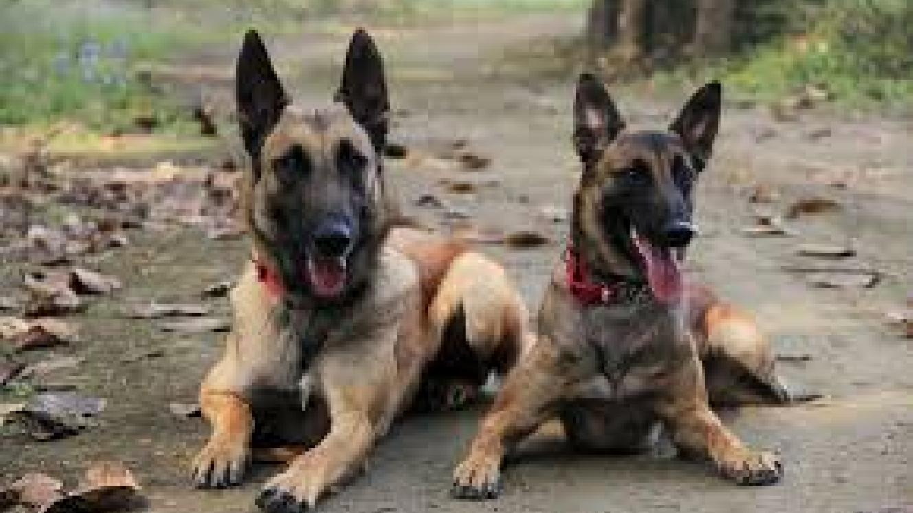 A canine unit will operate at Maputo Airport from September, to combat the illegal smuggling of wildlife products.