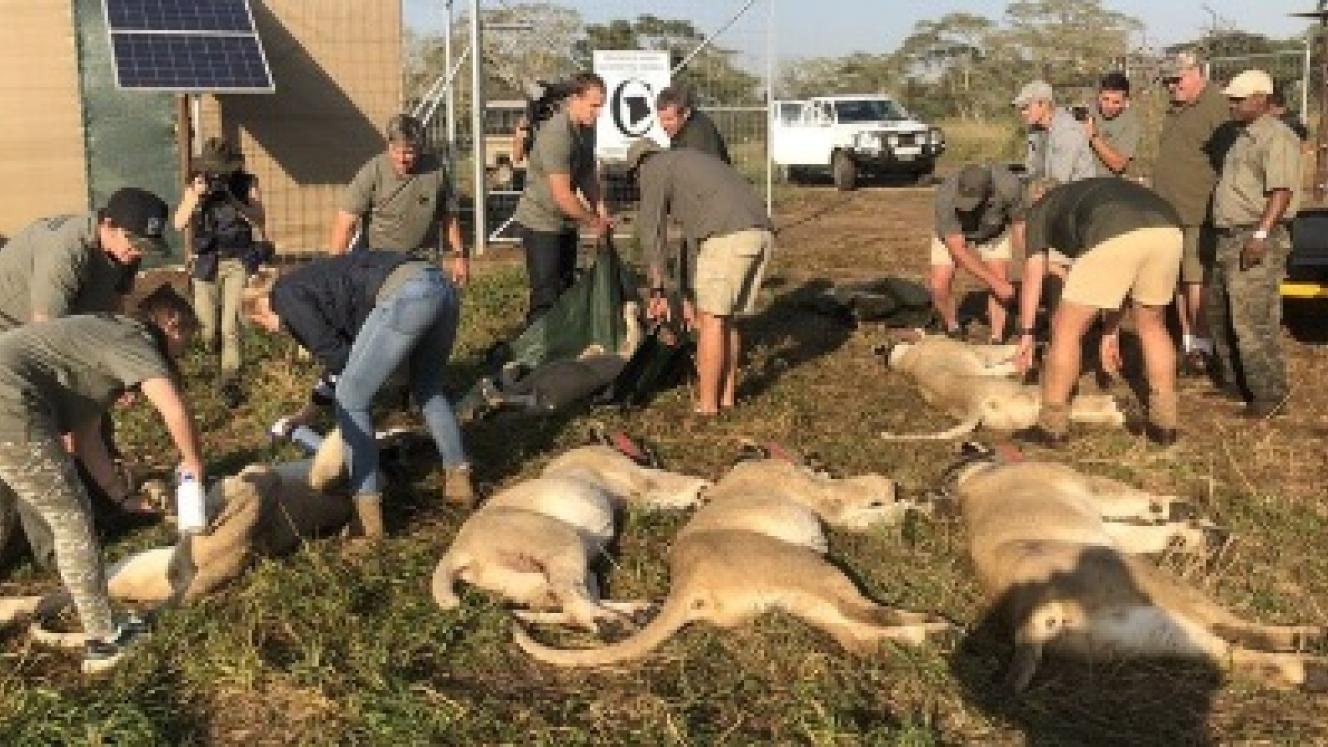 In a historic move, 24 lions have been relocated to Mozambique, in a bid to conserve and restore wildlife in the Zambeze Delta. Credits: 24lions.org.