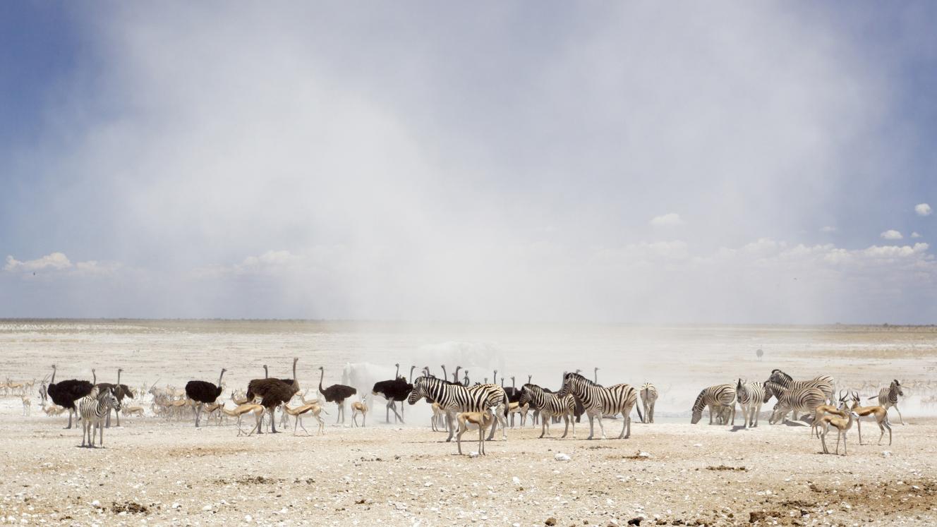 Acacia Africa analysis produces some unexpected findings, with Namibia stealing the top spot.