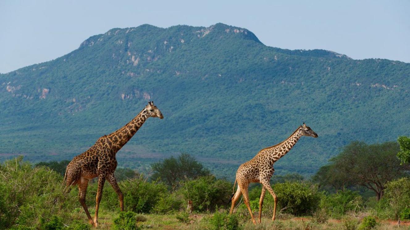 Tsavo East National Park.