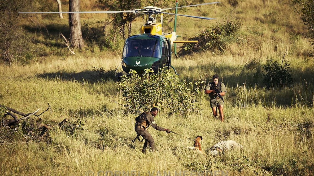 The Kruger National Park has declared a war on poaching, as many enter the park armed, jeopardising the lives of rangers and wildlife alike.