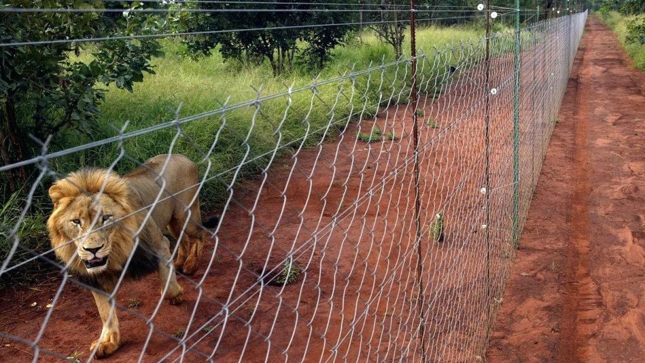 Reserves in the Greater Kruger are violating a number of protocols and regulations that permitted the dropping of fences with the Kruger.