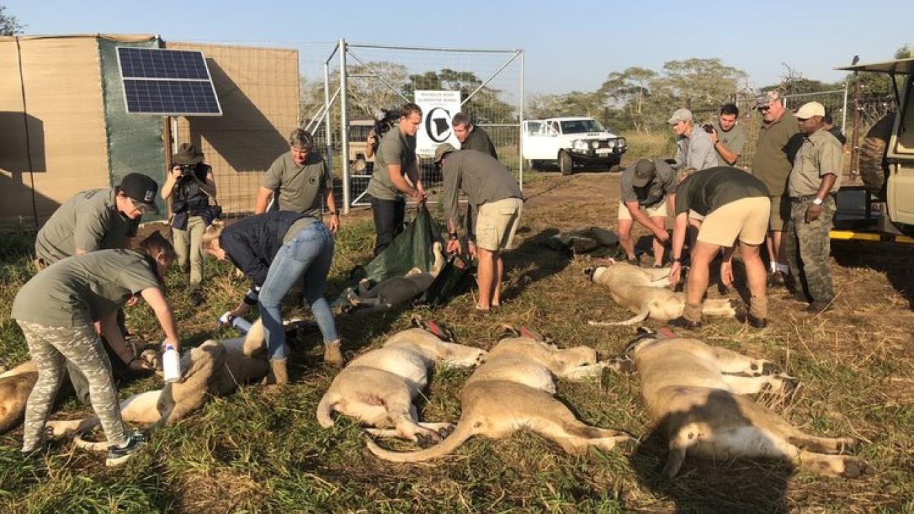 24 lions are being relocated to central Mozambique, in an attempt to repopulate habitats where the species has become endangered. Credits: 24lions.org.
