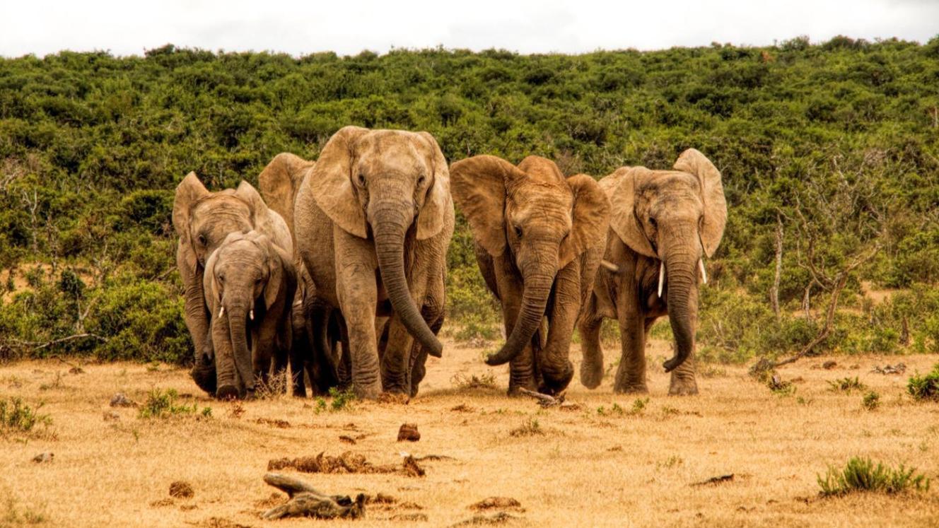 Poachers have killed 40 elephants in a conservation area. 