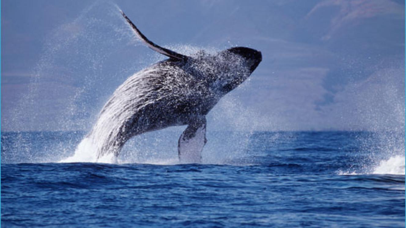 Ilha Blue promotes responsible whale watching as a platform, which will launch shortly, to help track the migration of these marine giants.