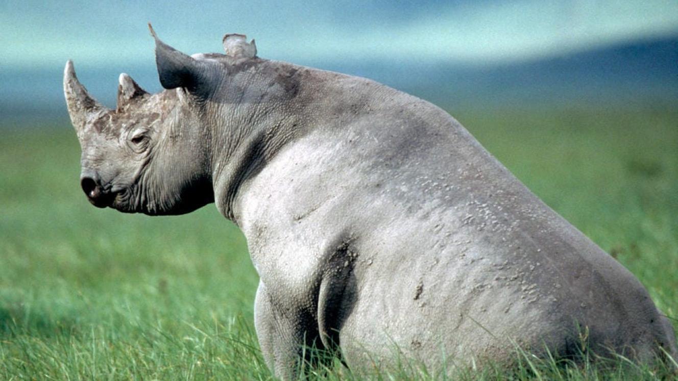 Kenya’s tourism industry voices its concerns following the death of 11 rhinos.