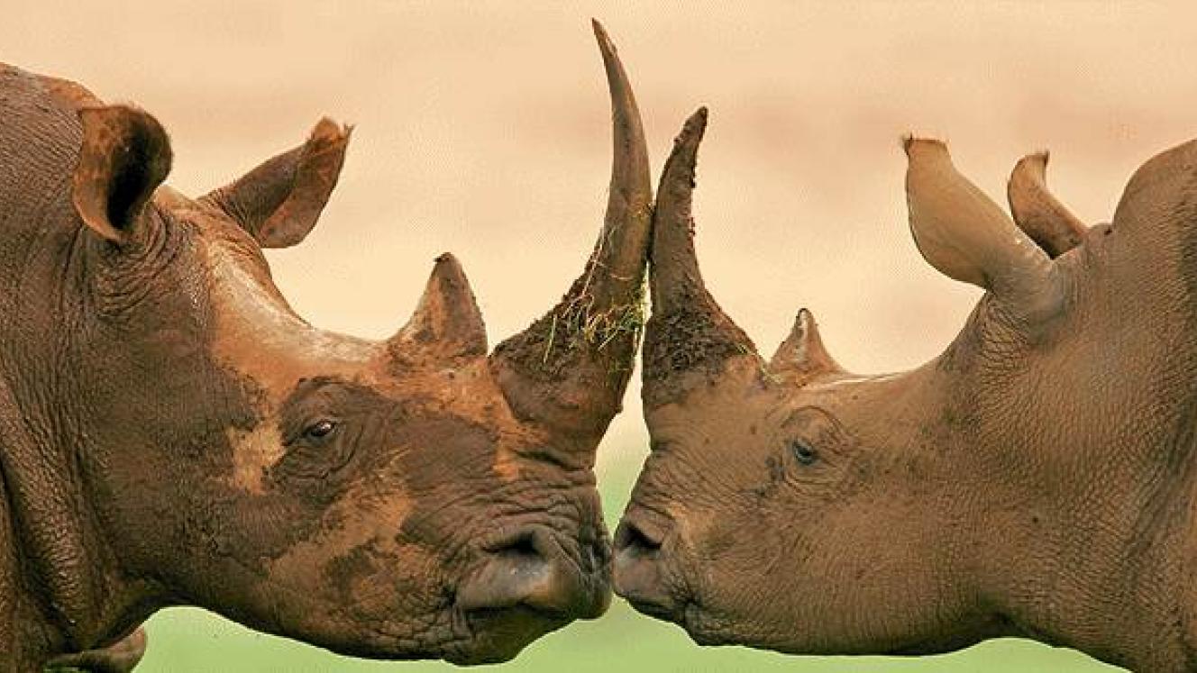 All proceeds of new levy will go to the Machaba Foundation, helping both communities and the wildlife it lives with.