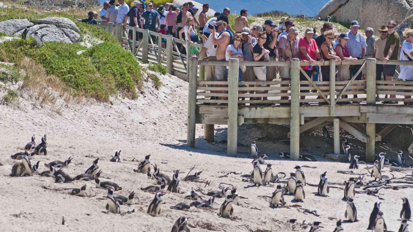 SANParks has introduced online ticketing options, hoping to create easier access at Boulders and Cape Point.