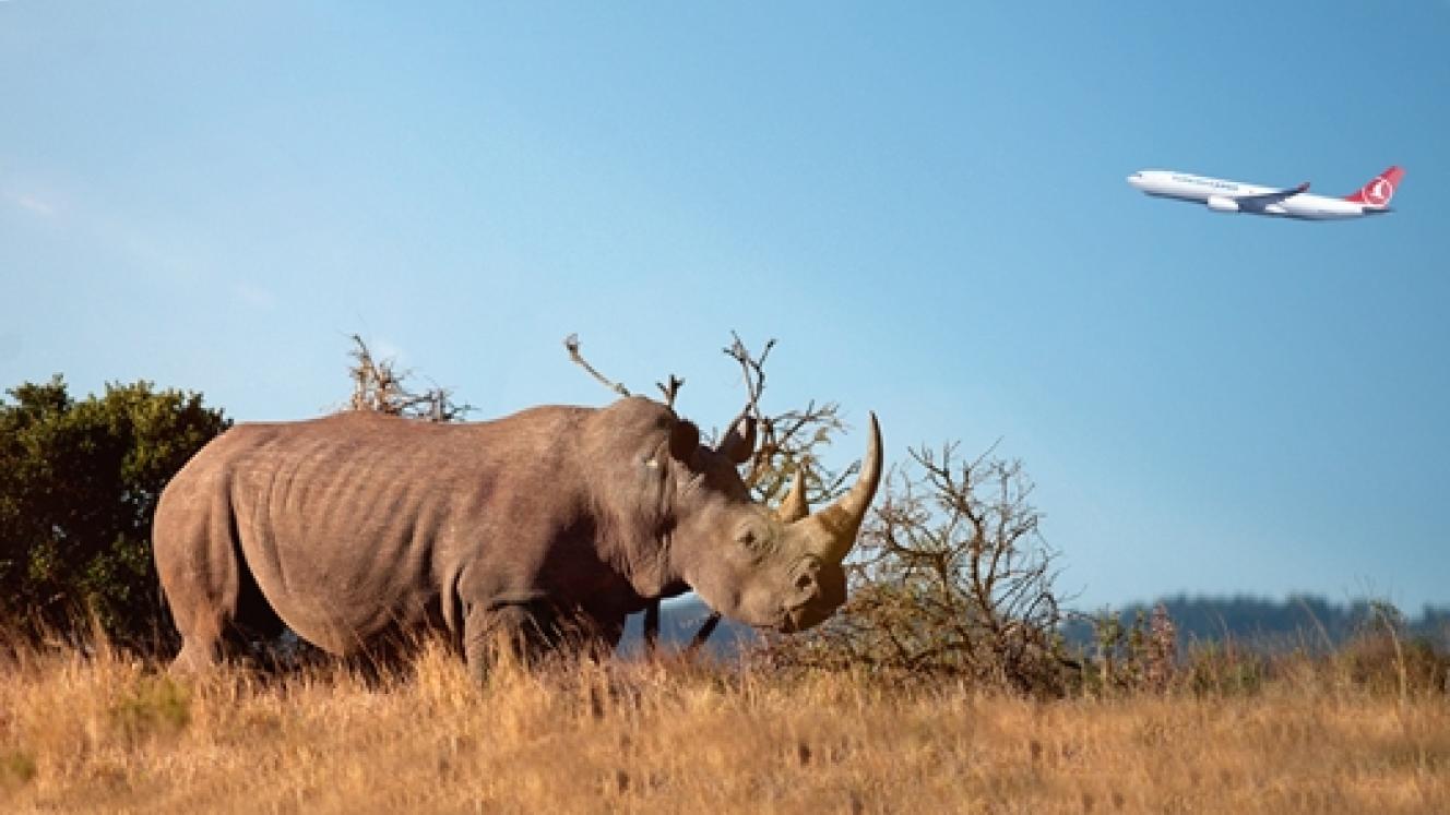 The plight of endangered White rhinos is made reality by their presence in China.
