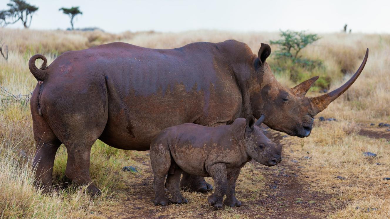 Technological developments are being deployed to assist conservation.