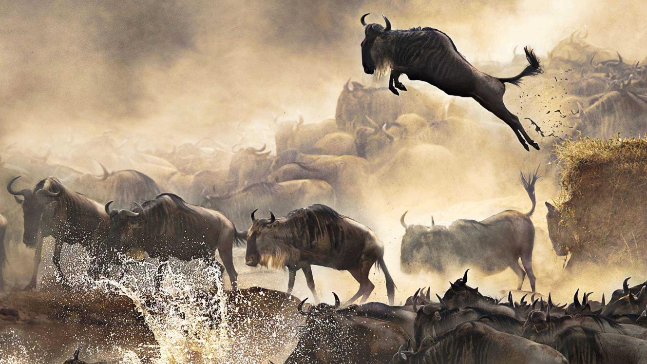 Surplus wildlife makes its way to Mozambique.