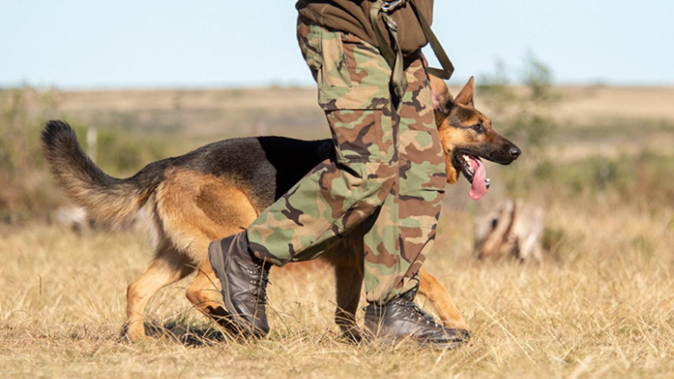 Namibia sets sights on combating wildlife crime with a new dog unit.
