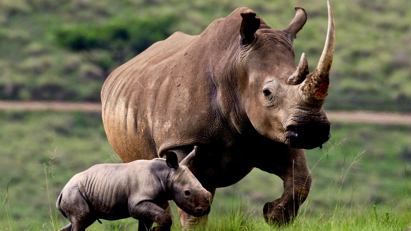 Integrity management system aids rhino anti-poaching efforts.