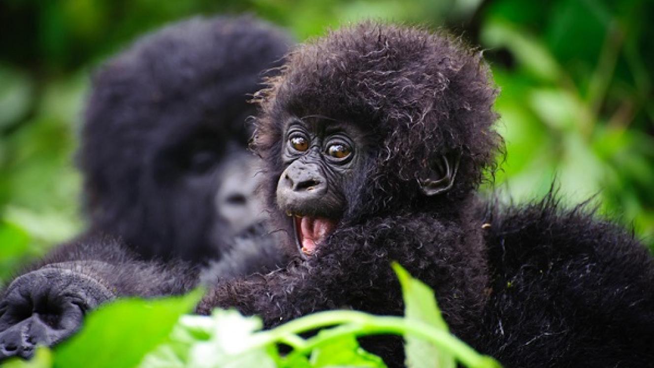 The 14th annual Kwita Izina festival in Rwanda has concluded with the naming of 23 baby gorillas.