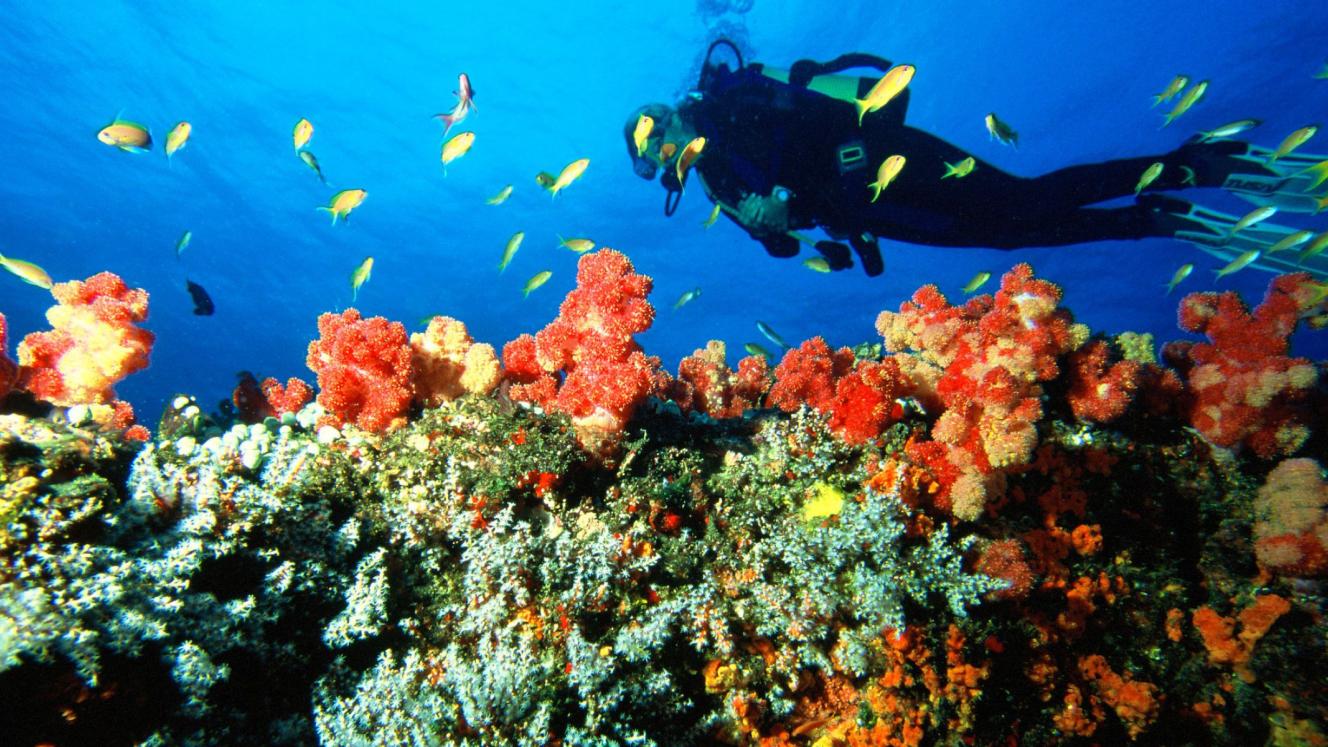 The island offers divers good conditions and a relaxed environment.