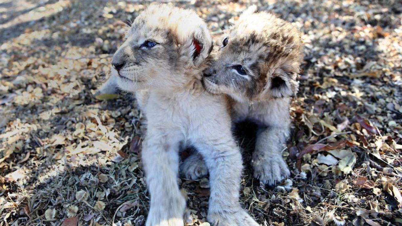 The recent birth of two lion cubs has spurred debate around test tube breeding.