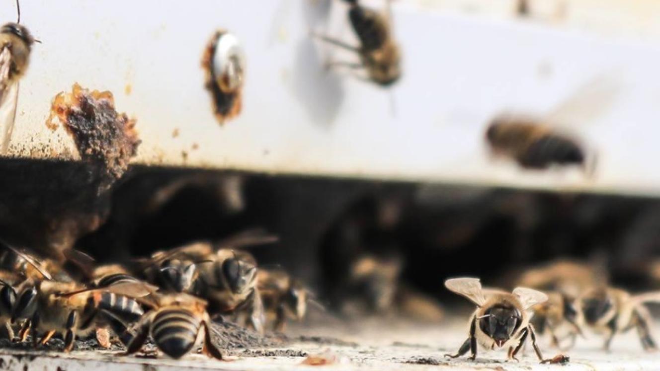 Grootbos Private Nature Reserve has introduced the Hive to Home Experience, detailing the importance of the Cape honeybee. Credits: Grootbos Private Nature Reserve.