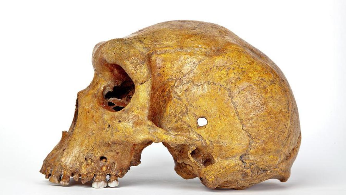 Zambia's government is looking to preserve and celebrate its natural history, including key fossil finds.