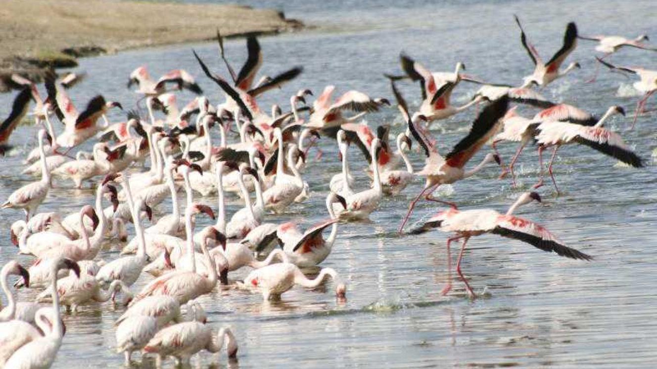 Birding tourism to soar as air migration commences. Credit: Standard Media Kenya.
