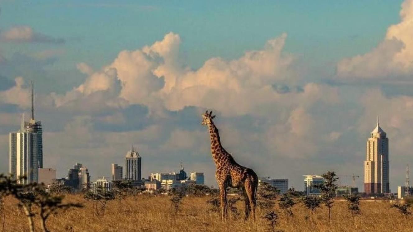 With direct flights from New York to Nairobi, East Africa’s tourism is set for a major boost. Image: Nairobi National Park.