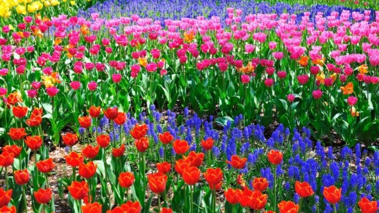 Free State province blooms this December.