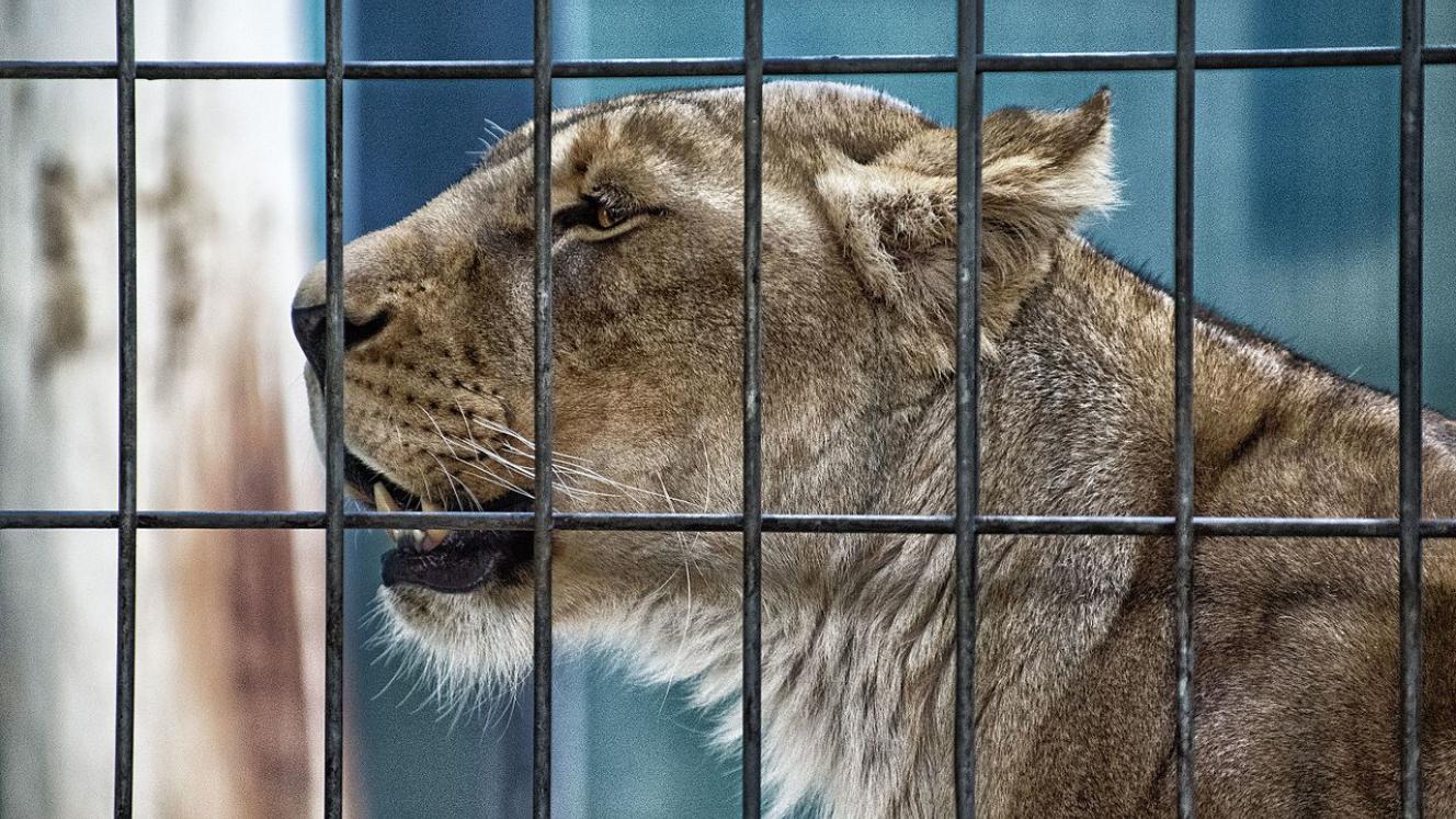 Fair Trade Tourism has called on the industry to prevent the abuse of wildlife, while Blood Lions has commended The Portfolio Committee on Environmental Affairs for calling on the ban of captive lion breeding.