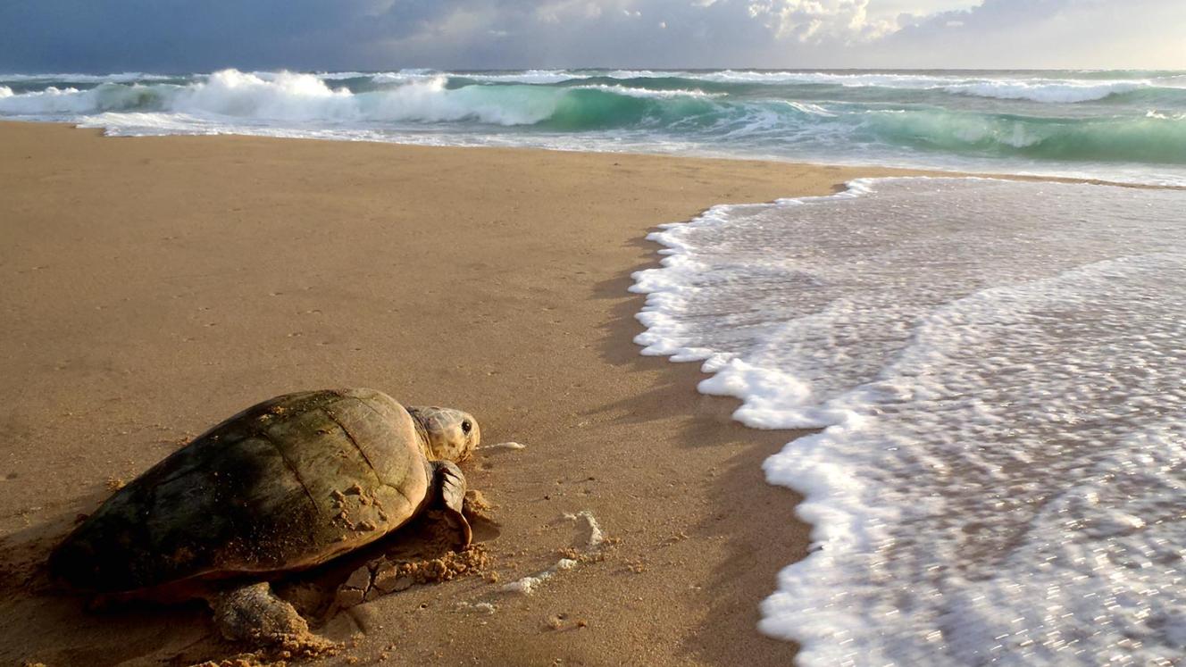The iSimangaliso Wetland Park coastline is the only place in Africa to which the turtles return every year to lay their eggs.