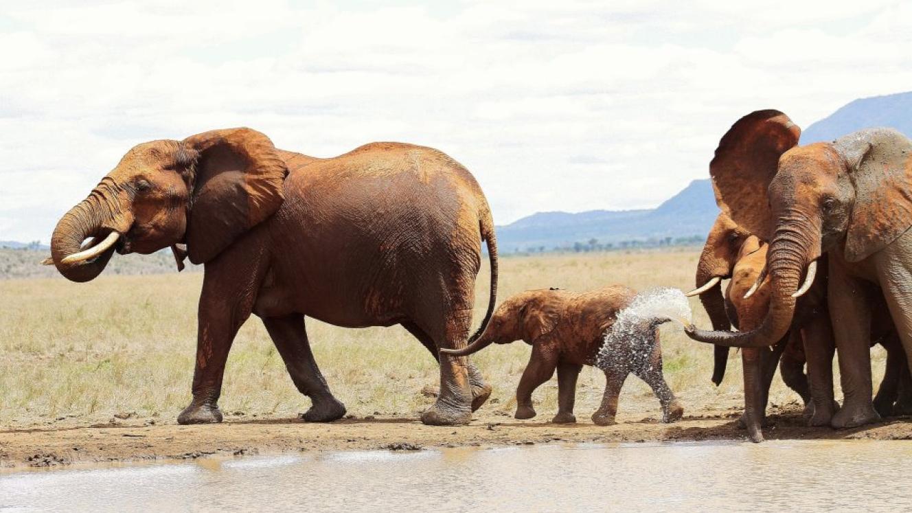 Cottar’s has put together a 2019 Kenya itinerary, Walk Back in Time. 