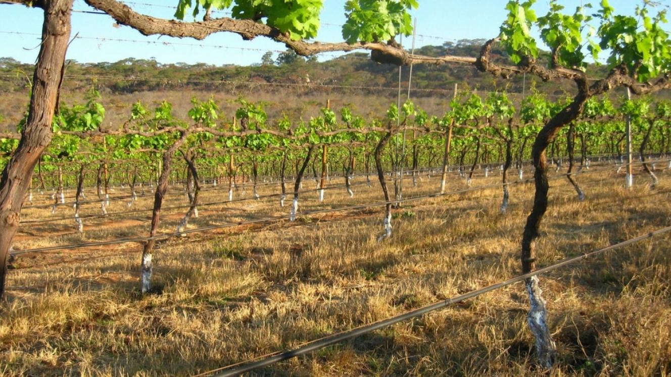 Wine tourism doors opening following WOSA wine festival.