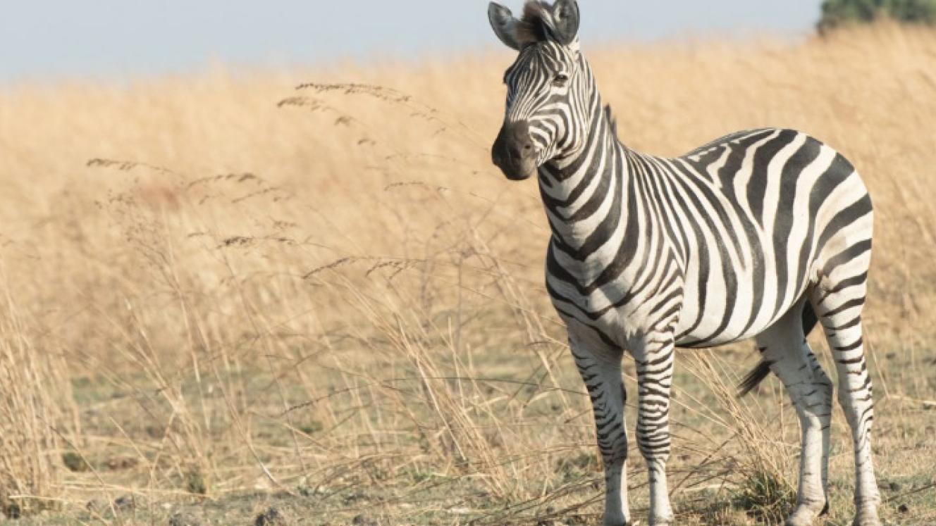 African Bush Camps’ newest offering, Linyanti Expeditions, is a mobile luxury camp in Botswana, which will open on May 1. Credit: African Bush Camps. 
