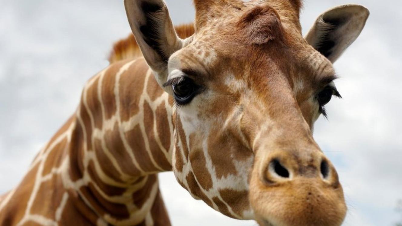 The Giraffe Centre Sanctuary in Nairobi will go cashless at the beginning of February. 