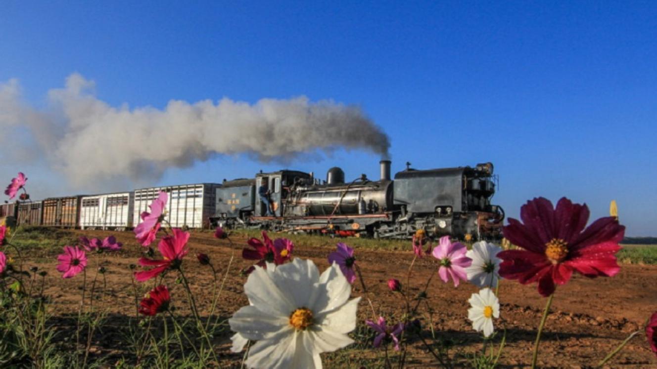 Visitors can experience a traditional Voortrekker cart drawn by oxen at the Sandstone Festival. Image credit: SA Country Life.