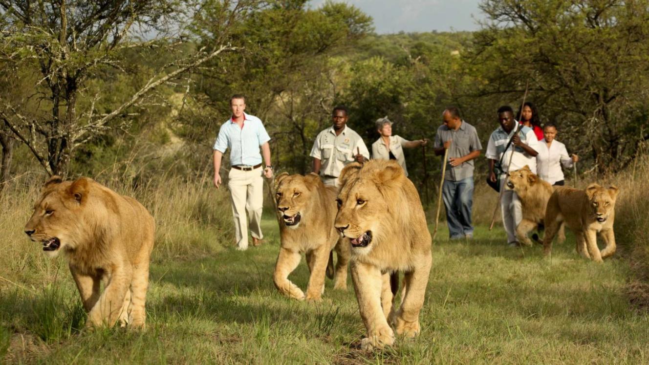 Satsa invites all industry role-players to its chapter meetings and animal interaction consultation workshops. 