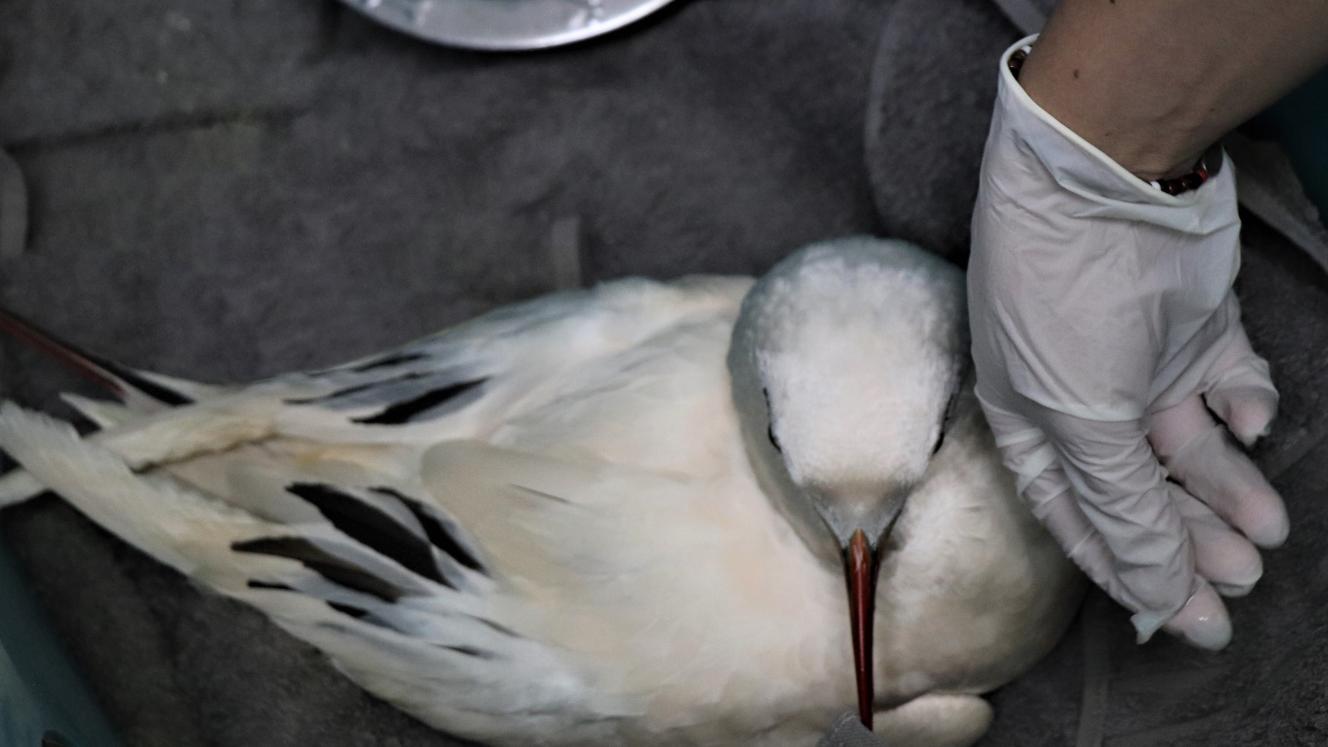 Affectionately named Karoolus captured the hearts of local Karoo residents.