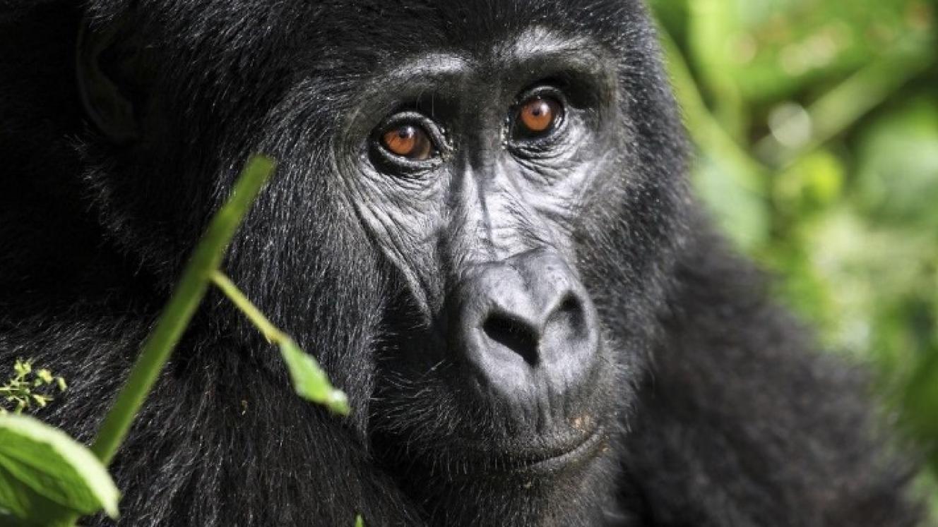 Rwanda Development Board breaks ground on the Ellen DeGeneres Campus of the Dian Fossey Gorilla Fund.