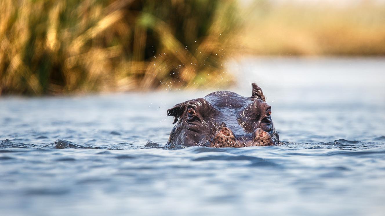 RETURNAfrica to open a new lodge in 2020 on the Kwando River in Namibia.