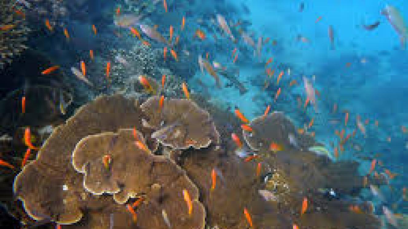 Marine park included in Tanzania government tourism initiative.