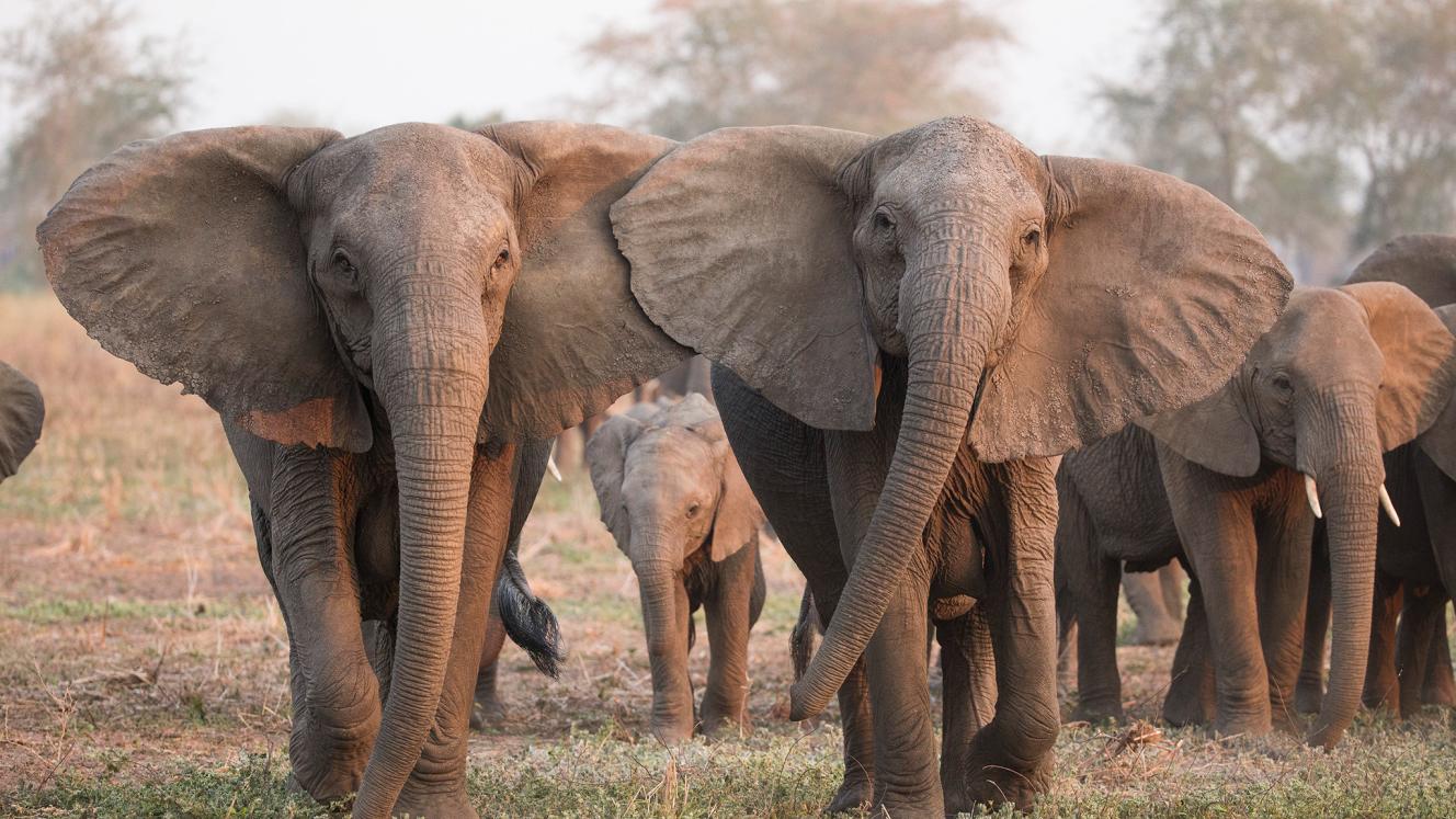 Photo tourism speaks out on the lifting of Botswana's proposed elephant hunting ban.