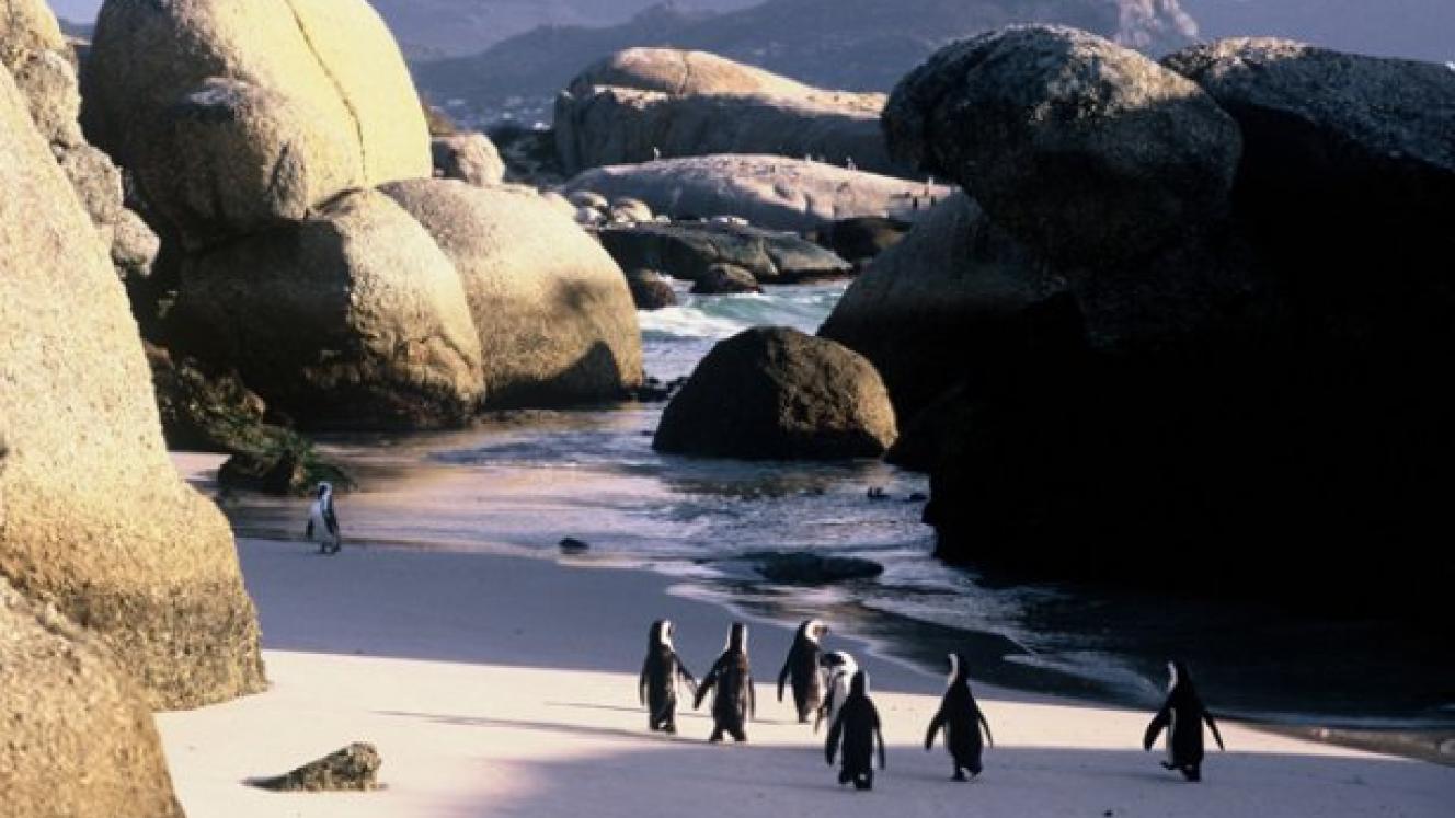 Boulders Penguin Colony.