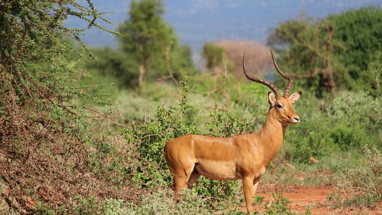 ‘Living like the locals’ in an eco-tourism cottage is set to drive tourism to Kenya.