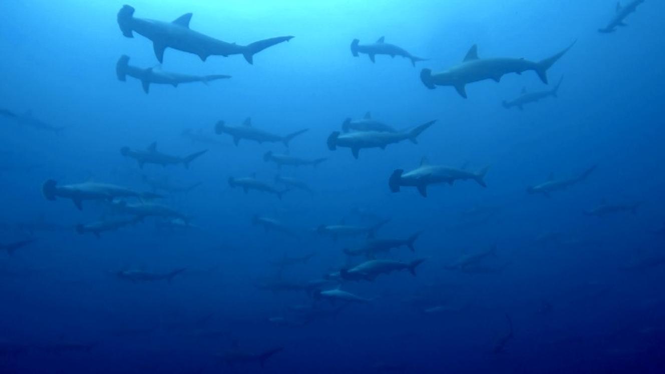 WILDOCEANS recently embarked on an investigation to study the movements of tagged sharks in KZN’s Protea Banks, which in turn will contribute to the credibility of the region’s marine tourism offerings.