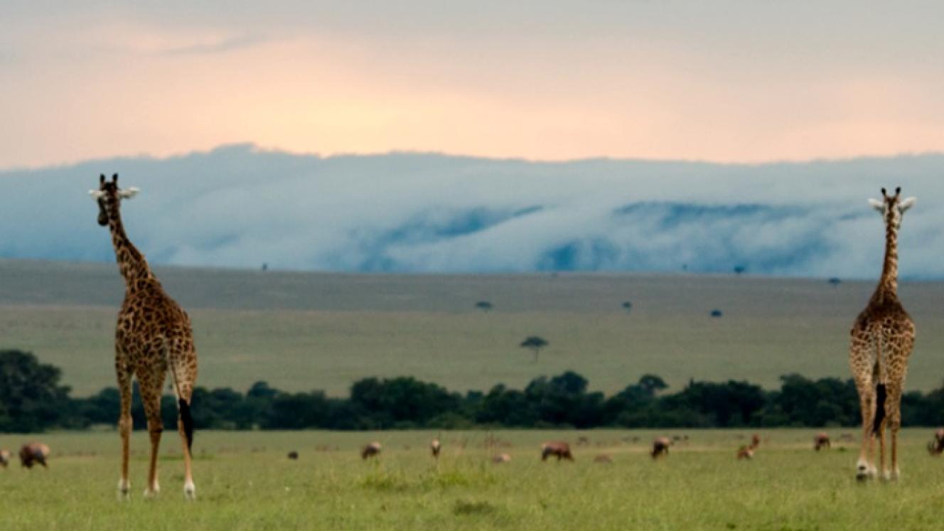 Great Plains Conservation to open Mara Nyika on August 1 in the Naboisho Conservancy, Kenya. 