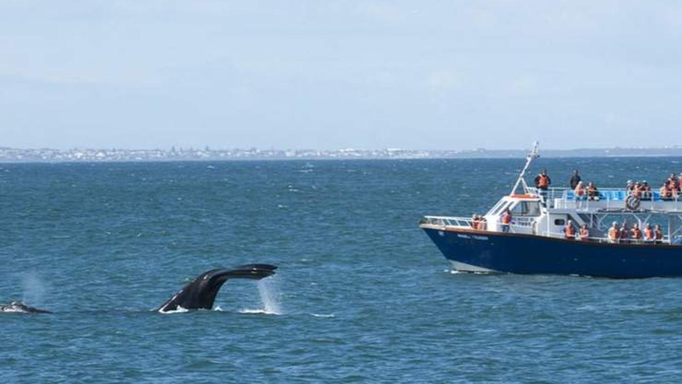 The family-friendly Whale Coast offers everything from whale-watching and swimming, to surfing and hiking.