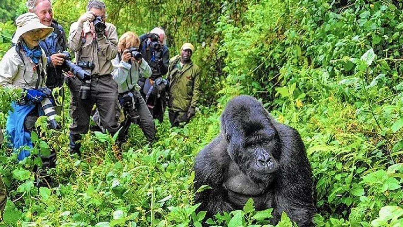 New itineraries launched in Africa, including gorilla trekking.