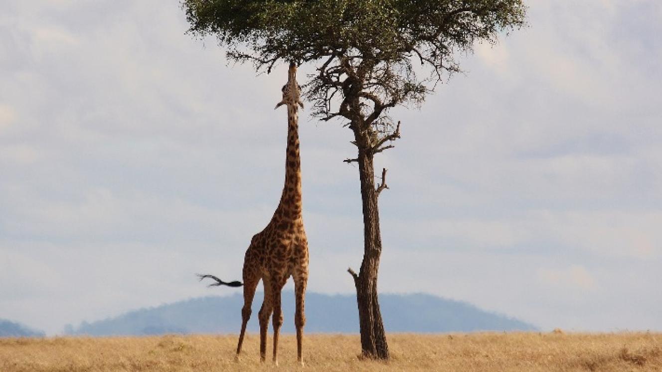 Africa-Experience has branched out and now operates in Kenya.