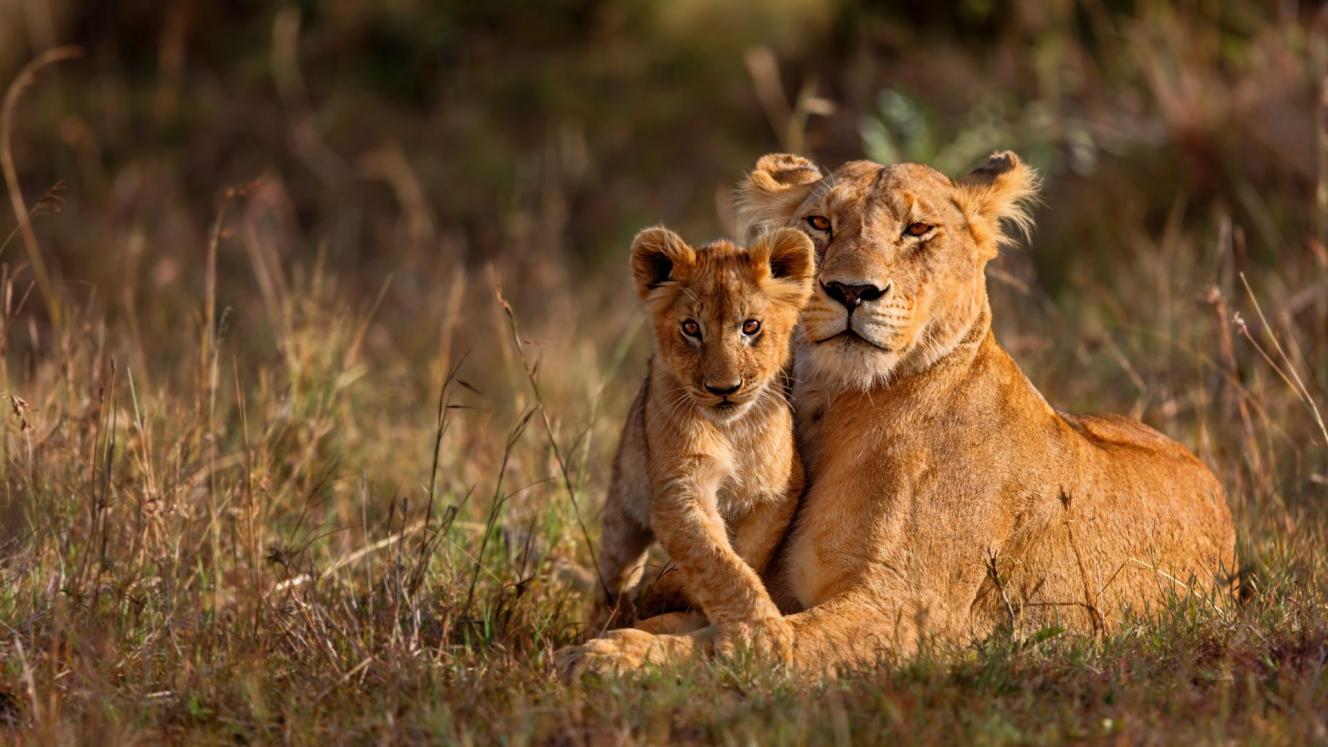 Guests can discover the treasures of the Kruger National Park.