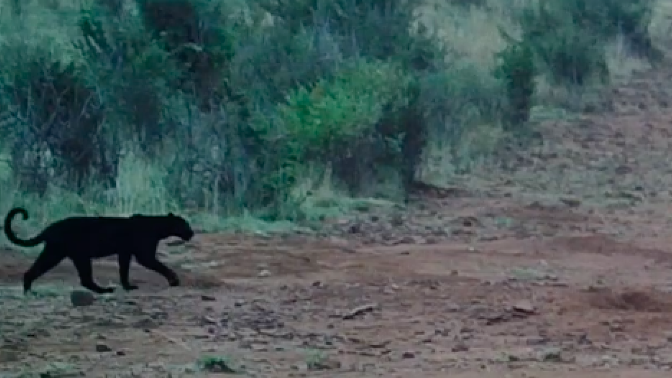 Rare black leopard caught on camera.