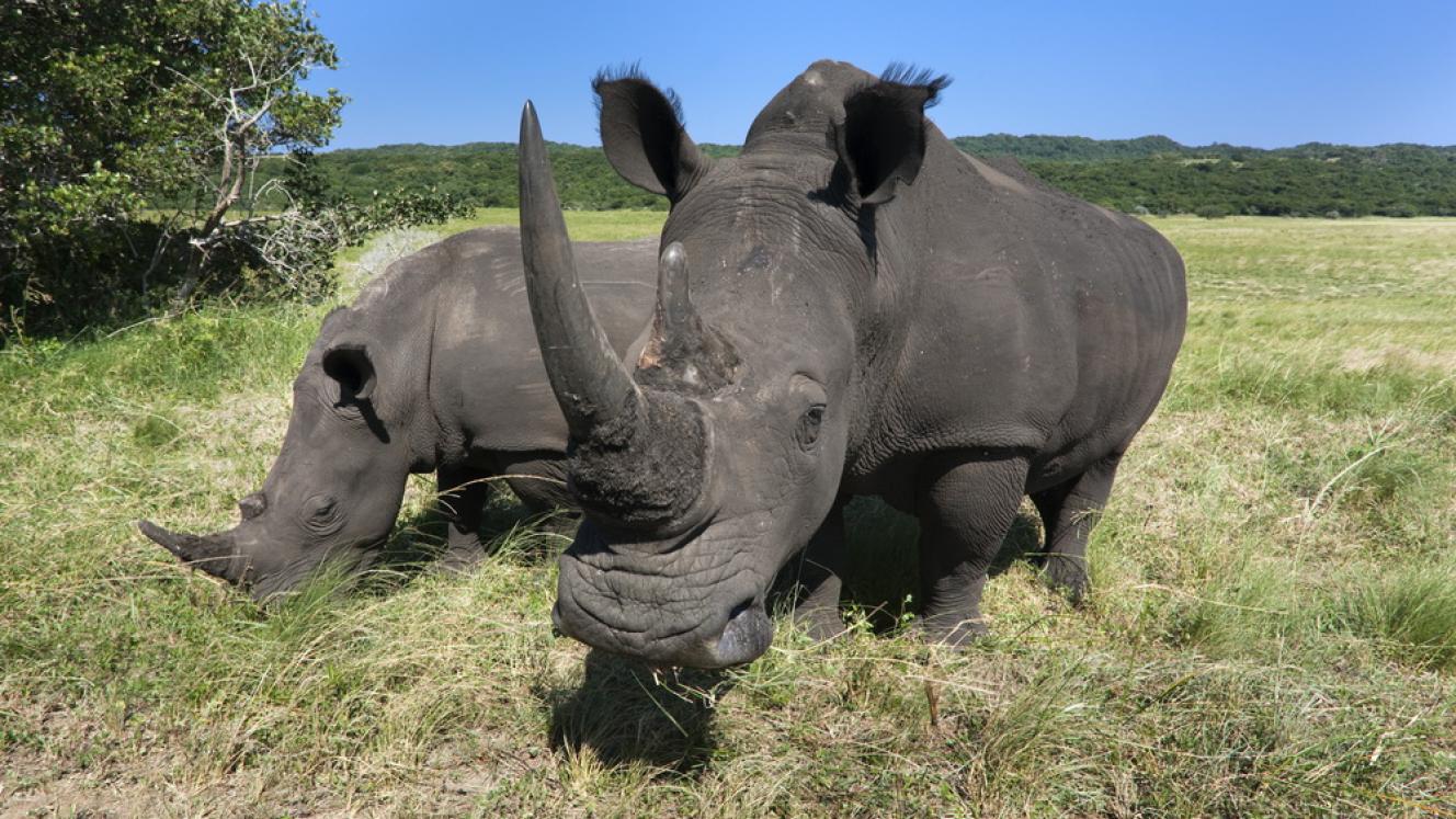 A win for anti-rhino-poaching. Image: Save The Rhino.